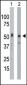 BCKDK Antibody (C-term T340)